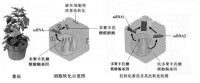 多聚半乳糖醛酸