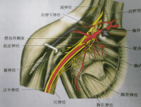 臂叢