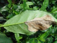 茶雲紋葉枯病—發病癥狀圖