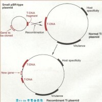 T-DNA - 農桿菌的Ti質粒與T-DNA 的整合機制