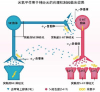 瑞美隆