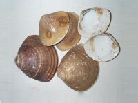 海蛤殼