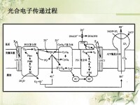 光合電子傳遞鏈