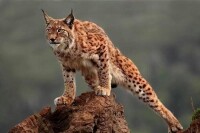 猞猁屬 Lynx