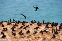 青海湖鳥島