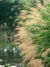 白芒生長環境