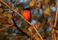 長尾山椒鳥圖冊