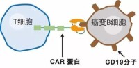 CAR-T細胞