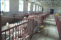 柞水縣瓦房口鎮生態養殖——養豬場