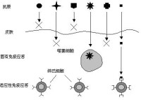 免疫系統