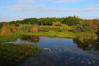 五緣灣濕地公園