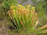 山地瓶子花