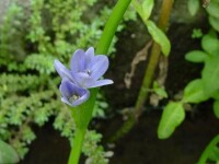 雨久花