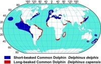 兩種真海豚分佈（藍：短吻；紅：長吻）