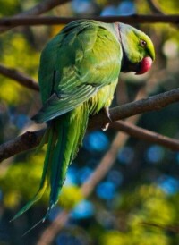 深圳野生動物園