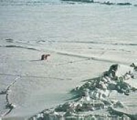 楚克奇海堆冰上的北極熊，離海岸200公里