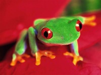 紅眼樹蛙