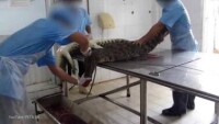 越南工廠活剝鱷魚皮