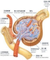 遠端型腎小管酸中毒