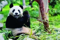 大徠熊貓國家公園