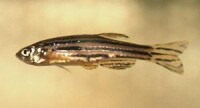 模式生物——斑馬魚