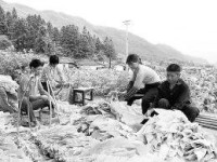 山龍村[福建省龍岩市連城縣北團鎮下轄村]