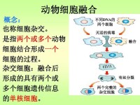 單克隆抗體技術