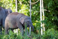 婆羅洲侏儒象群