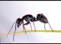 鼎突多刺蟻的養殖技術