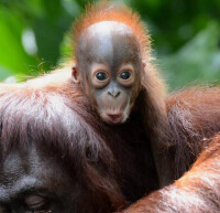 婆羅洲猩猩（幼崽）