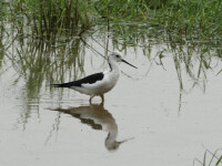 黃河濕地公園之鳥類