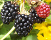 黑莓[水果]