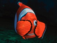 尼莫（Nemo）