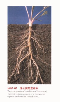 植物的根