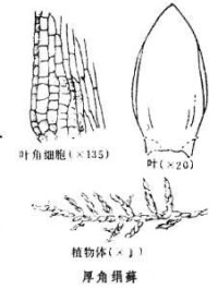 絹蘚屬