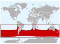 南露脊海豚分佈