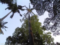 桄榔樹形態圖片