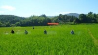 永豐鄉[安徽省黃山市黃山區永豐鄉]