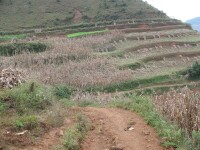 馬鹿村種植業