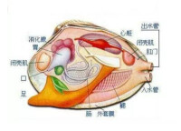 外套膜模型圖