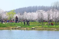 鹽城大洋灣生態運動公園櫻花園高清組圖3