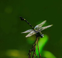 小團扇春蜓