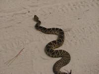 響尾蛇