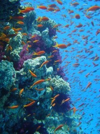 大堡礁海底生物
