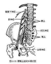 周圍神經