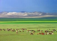 巴里坤草原