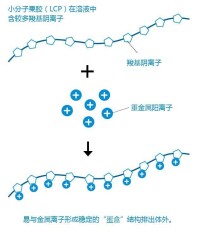 小分子果膠排鉛排重金屬原理圖