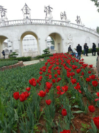 洛陽鬱金香花園