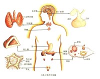 人體內分泌腺