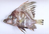 帆鰭魚